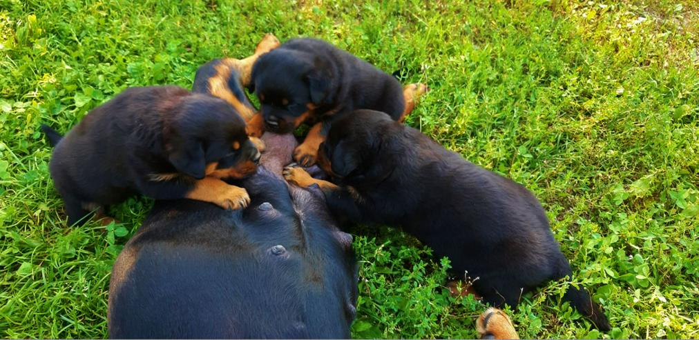 reinrassige Rottweiler Welpen zu vergeben - Rassehunde - Bild 10