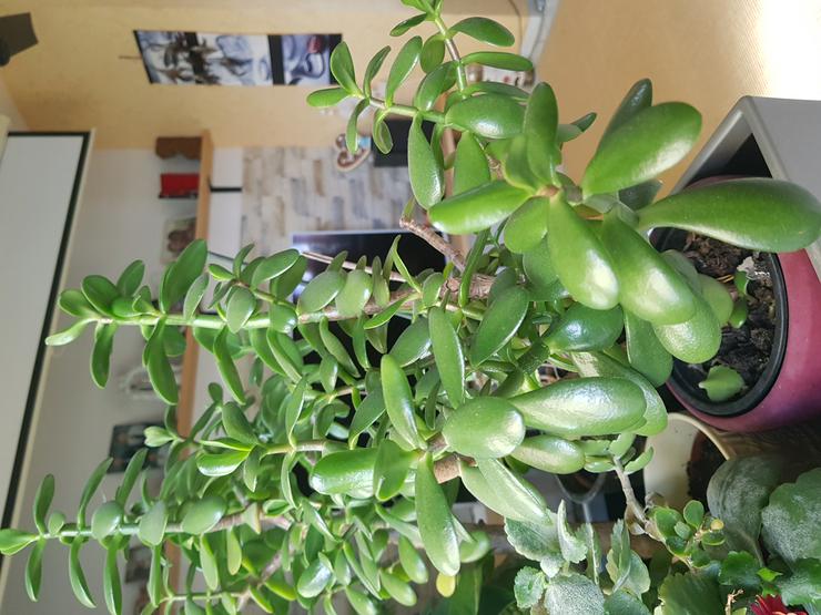 Bild 2: 3 Geldbaumstecklinge  (Crassula Ovata) Steckling unbewurzelt