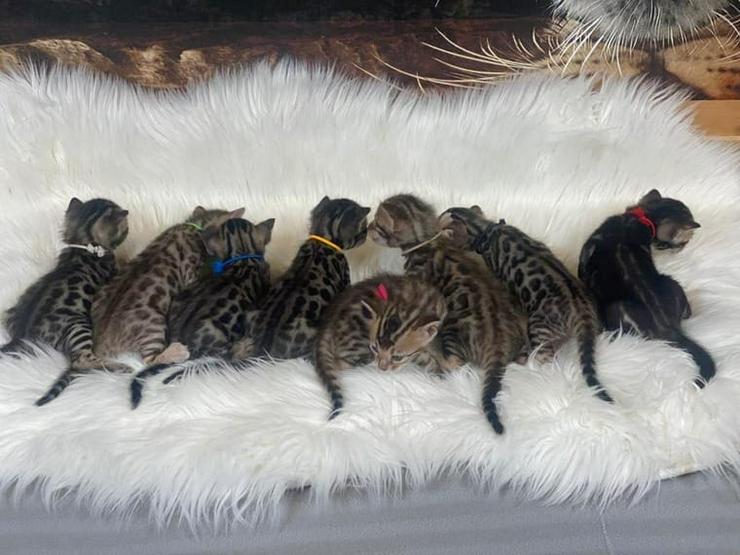 Wunderschöne reinrassige Bengal-Kitten mit Stammbaum - Rassekatzen - Bild 4