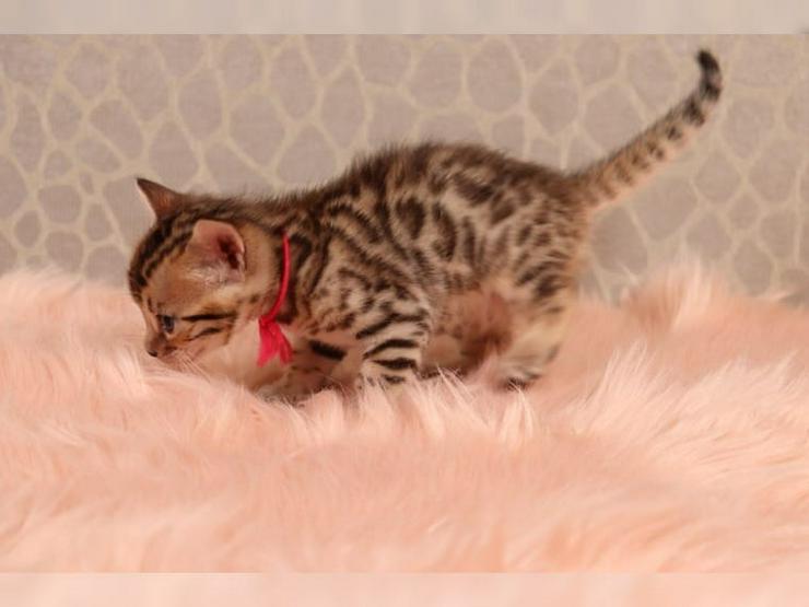 Wunderschöne reinrassige Bengal-Kitten mit Stammbaum - Rassekatzen - Bild 1