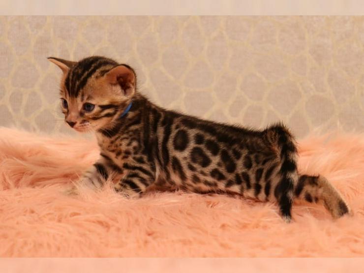 Wunderschöne reinrassige Bengal-Kitten mit Stammbaum - Rassekatzen - Bild 3