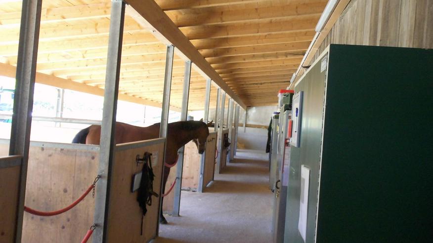 Kleine Pferdepension hat noch freie Boxen! - Tierbetreuung & Training - Bild 5