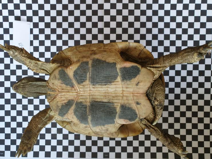 Bild 3: Griechische männliche Landschildkröten
