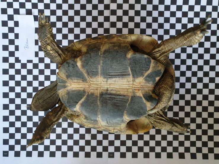 Griechische männliche Landschildkröten - Schildkröten - Bild 4