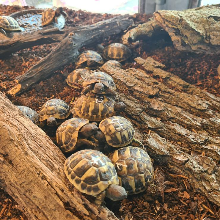 Griechische Landschildkröten (Testudo hermanni) - Schildkröten - Bild 1