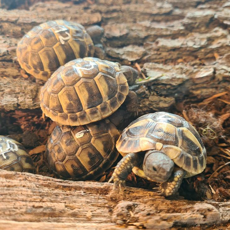Griechische Landschildkröten (Testudo hermanni) - Schildkröten - Bild 4