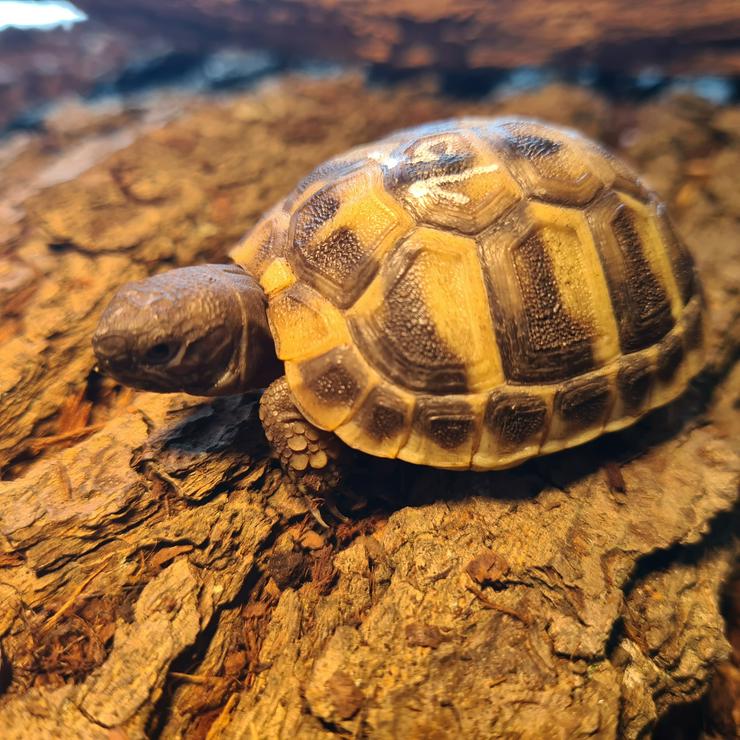 Griechische Landschildkröten (Testudo hermanni) - Schildkröten - Bild 3
