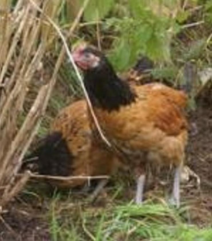 Bild 4: Rasse Vorwerk Originale keine Hybriden, Hähne & Hühner, Newcastle geimpft entwurmt 