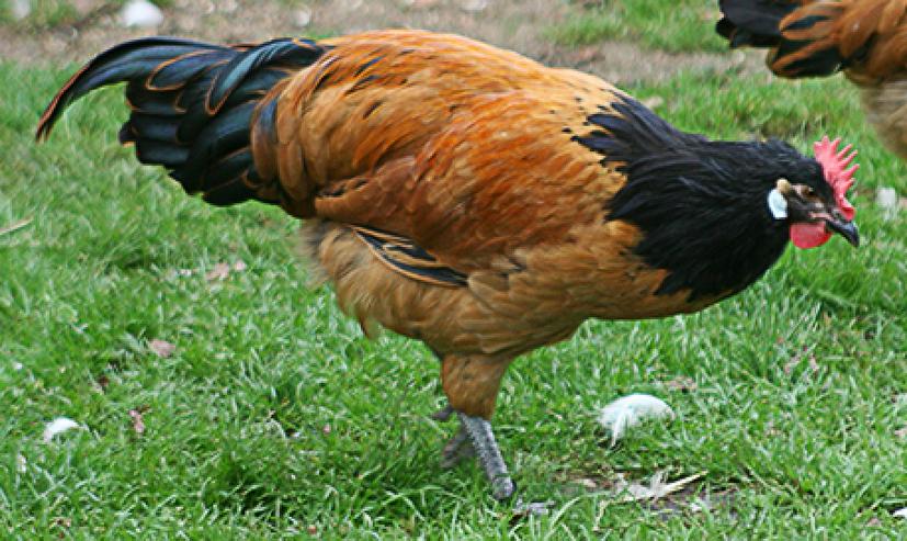 Bild 3: Rasse Vorwerk Originale keine Hybriden, Hähne & Hühner, Newcastle geimpft entwurmt 
