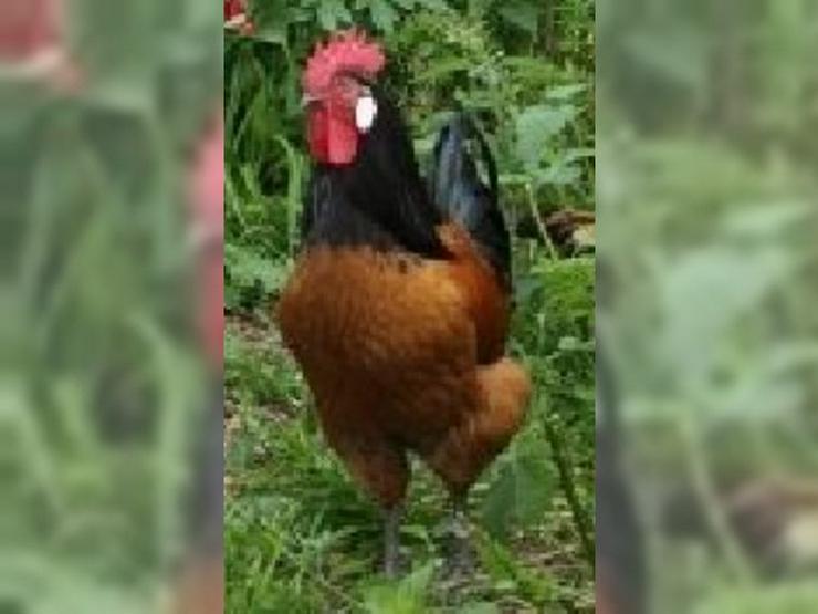 Rasse Vorwerk Originale keine Hybriden, Hähne & Hühner, Newcastle geimpft entwurmt 