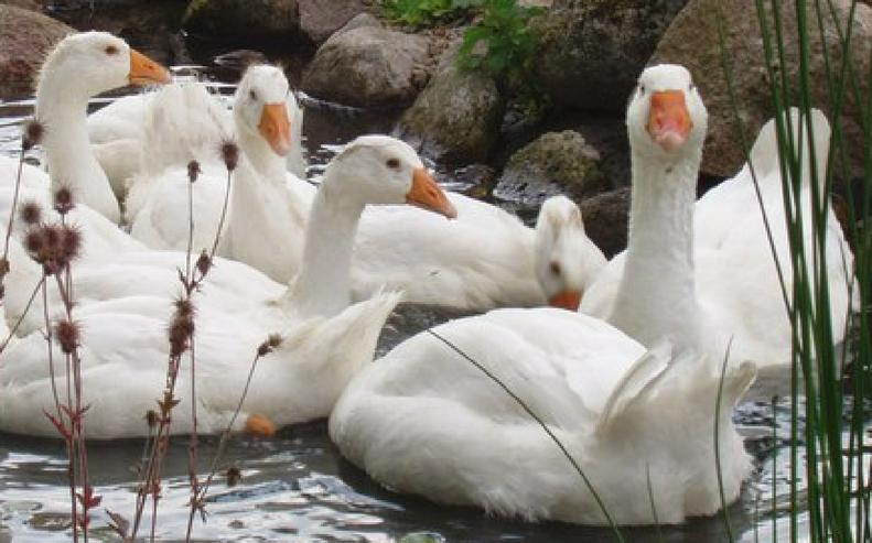 Indische laufenten abzugeben. Weiblich , jetzt vorbestellen, auch Barbarie enten, Stockenten, und Cayrugaenten, fleischenten, Gänsegössel - Sonstige Nutztiere - Bild 7