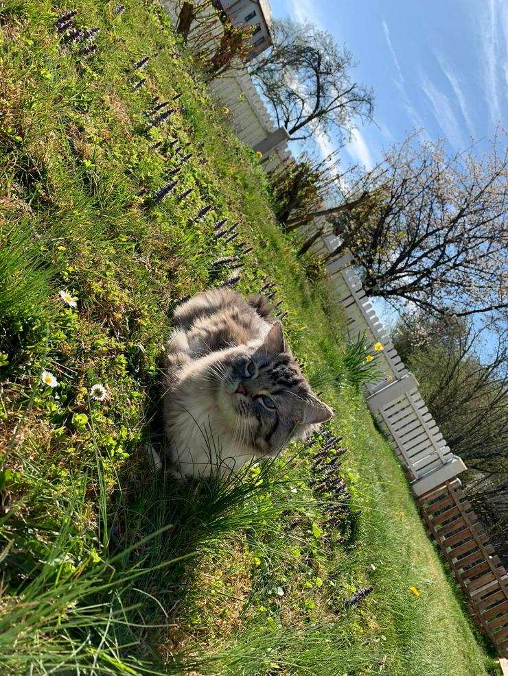 Schöner Ragdoll Deckkater  - Tierbetreuung & Training - Bild 8