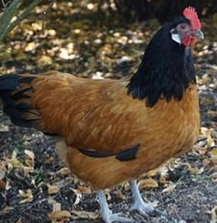 Bild 2: jetzt vorbestellen möglich für März, bis August 2021Rassetiere Originale, Vorwerk Hühner Junghennen 20 Wochen alt zu verkaufen 