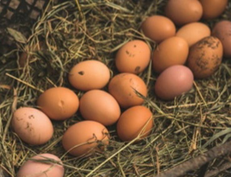 Bild 3: jetzt vorbestellen möglich für März, bis August 2021Rassetiere Originale, Vorwerk Hühner Junghennen 20 Wochen alt zu verkaufen 