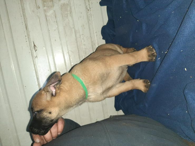 Bild 7: Malinois X Herder Welpen 