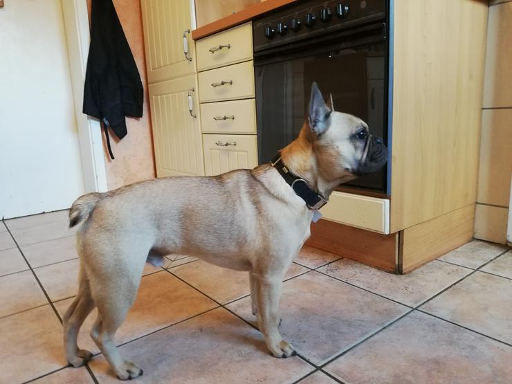 Bild 14: Französische Bulldogge mit Ahnentafel