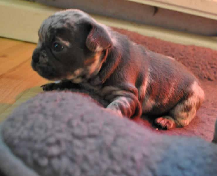 Bild 8: Französische Bulldogge mit Ahnentafel