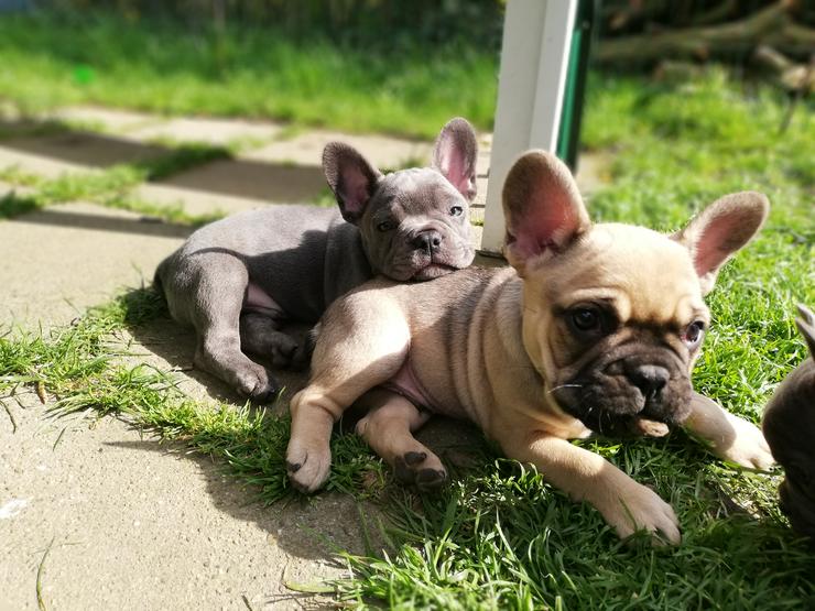 Bild 12: Französische Bulldogge mit Ahnentafel