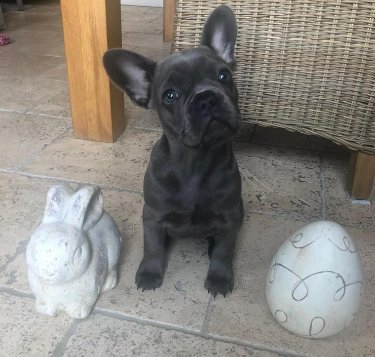 Bild 16: Französische Bulldogge mit Ahnentafel