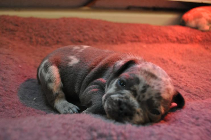 Bild 9: Französische Bulldogge mit Ahnentafel