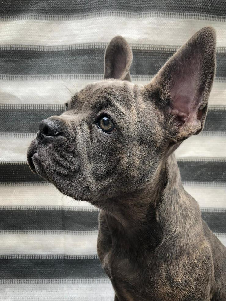 Französische Bulldogge mit Ahnentafel - Rassehunde - Bild 15