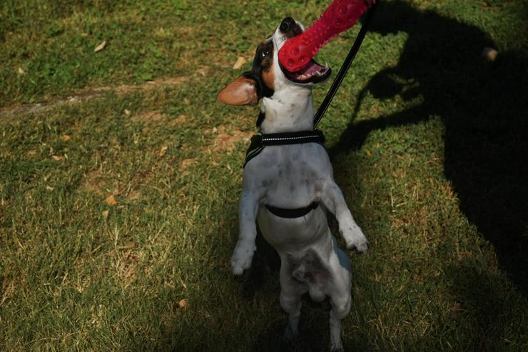 Bild 8: Jack Russell Terrier (Jackie) sucht nach einem Paarungsmädchen (KEIN VERKAUF!)