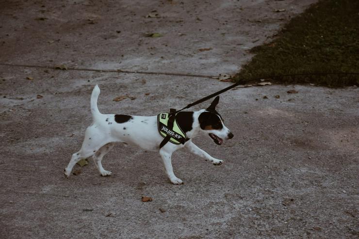 Bild 3: Jack Russell Terrier (Jackie) sucht nach einem Paarungsmädchen (KEIN VERKAUF!)