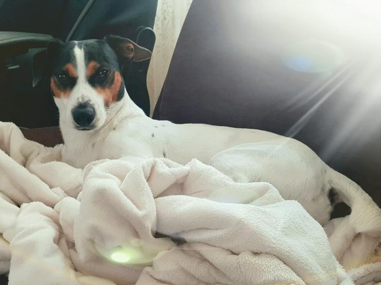 Jack Russell Terrier (Jackie) sucht nach einem Paarungsmädchen (KEIN VERKAUF!) - Rassehunde - Bild 7