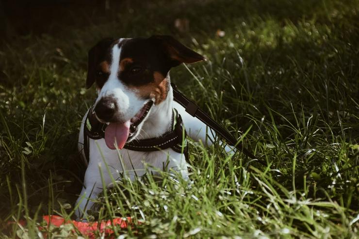 Jack Russell Terrier (Jackie) sucht nach einem Paarungsmädchen (KEIN VERKAUF!) - Rassehunde - Bild 1