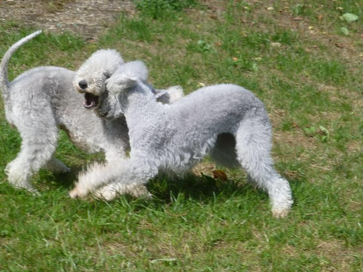 Bedlington Terrier Welpen - Rassehunde - Bild 3