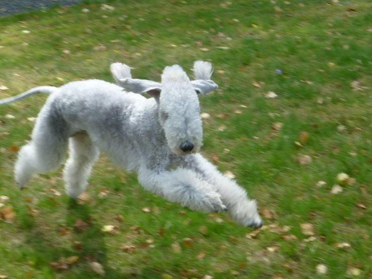 Bild 4: Bedlington Terrier Welpen