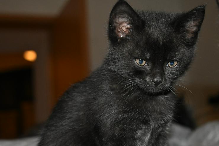 2 schwarze Handaufzucht-Kater suchen ein Zuhause - Mischlingskatzen - Bild 1