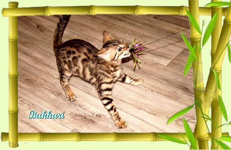Bild 9: Exclusive Bengal Kitten,  mit super Rosetten, Top Stammbaum, auch für die Zucht
