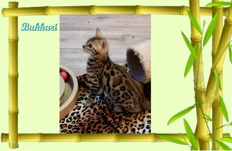 Exclusive Bengal Kitten,  mit super Rosetten, Top Stammbaum, auch für die Zucht - Rassekatzen - Bild 11