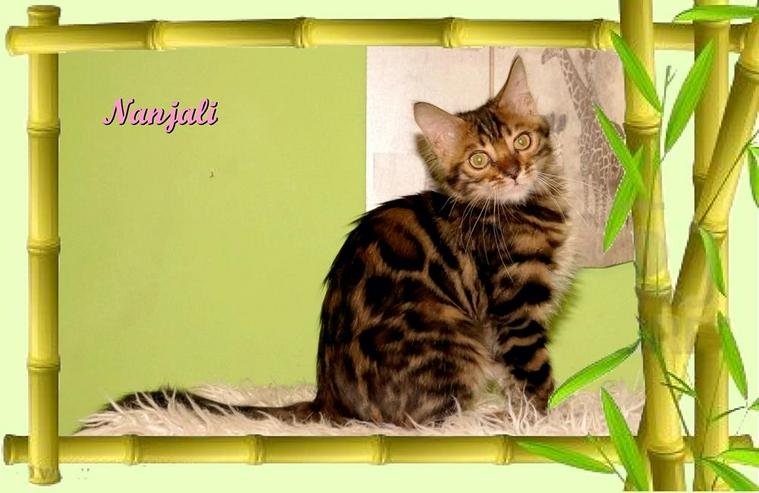 Exclusive Bengal Kitten,  mit super Rosetten, Top Stammbaum, auch für die Zucht - Rassekatzen - Bild 4