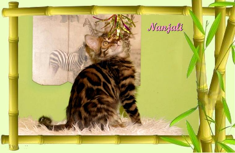Exclusive Bengal Kitten,  mit super Rosetten, Top Stammbaum, auch für die Zucht - Rassekatzen - Bild 3