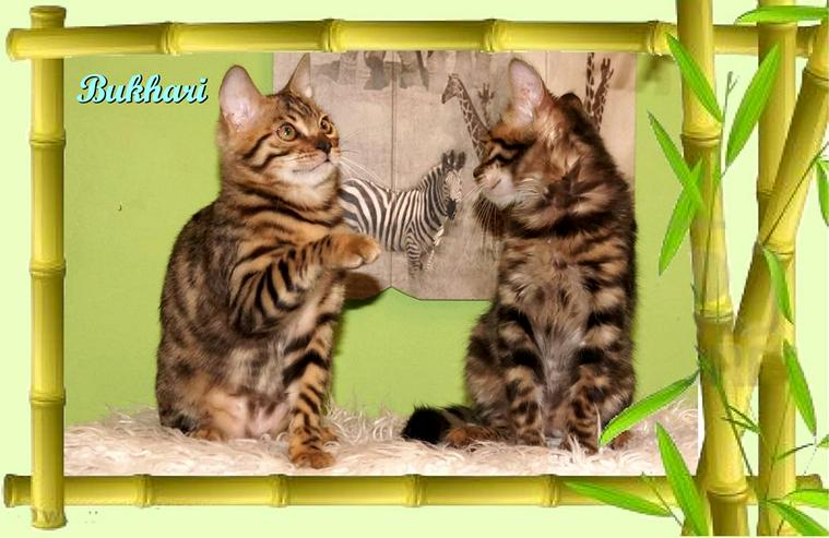 Exclusive Bengal Kitten,  mit super Rosetten, Top Stammbaum, auch für die Zucht - Rassekatzen - Bild 8