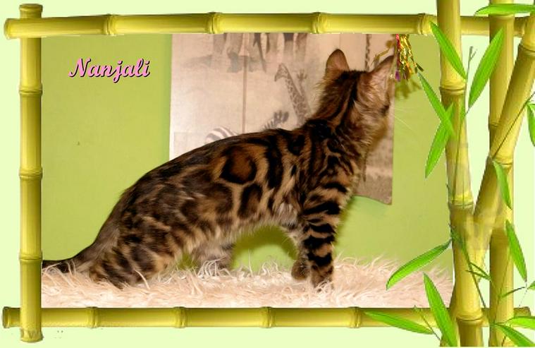 Bild 5: Exclusive Bengal Kitten,  mit super Rosetten, Top Stammbaum, auch für die Zucht