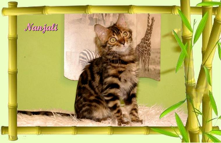Bild 2: Exclusive Bengal Kitten,  mit super Rosetten, Top Stammbaum, auch für die Zucht