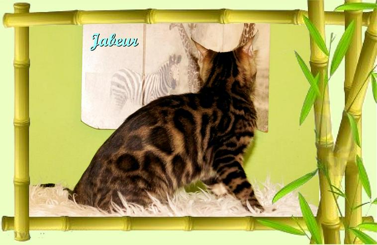 Bild 16: Exclusive Bengal Kitten,  mit super Rosetten, Top Stammbaum, auch für die Zucht