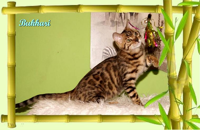 Bild 7: Exclusive Bengal Kitten,  mit super Rosetten, Top Stammbaum, auch für die Zucht