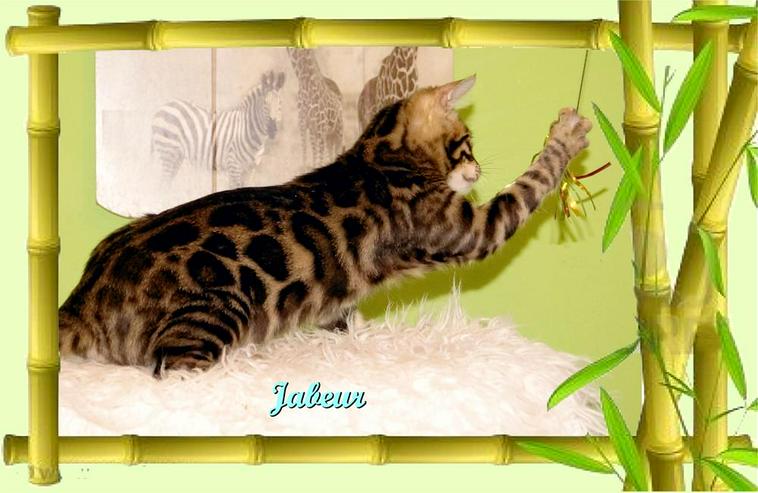 Exclusive Bengal Kitten,  mit super Rosetten, Top Stammbaum, auch für die Zucht - Rassekatzen - Bild 17