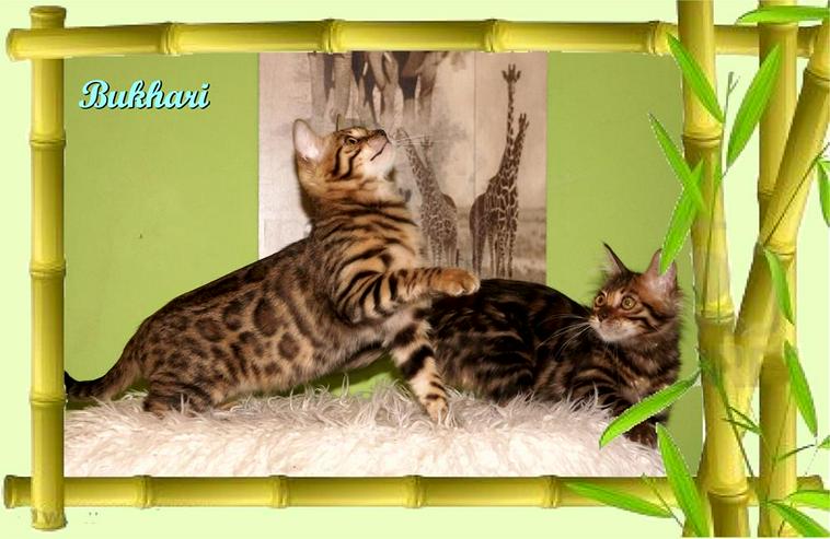 Exclusive Bengal Kitten,  mit super Rosetten, Top Stammbaum, auch für die Zucht - Rassekatzen - Bild 12