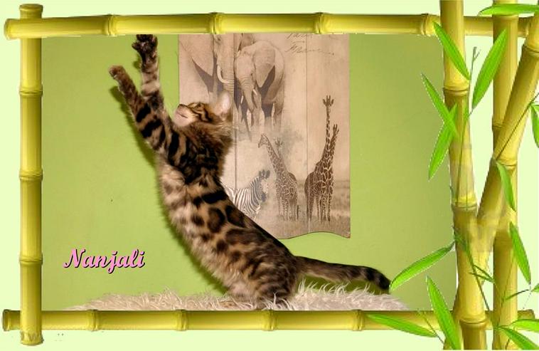 Exclusive Bengal Kitten,  mit super Rosetten, Top Stammbaum, auch für die Zucht - Rassekatzen - Bild 6