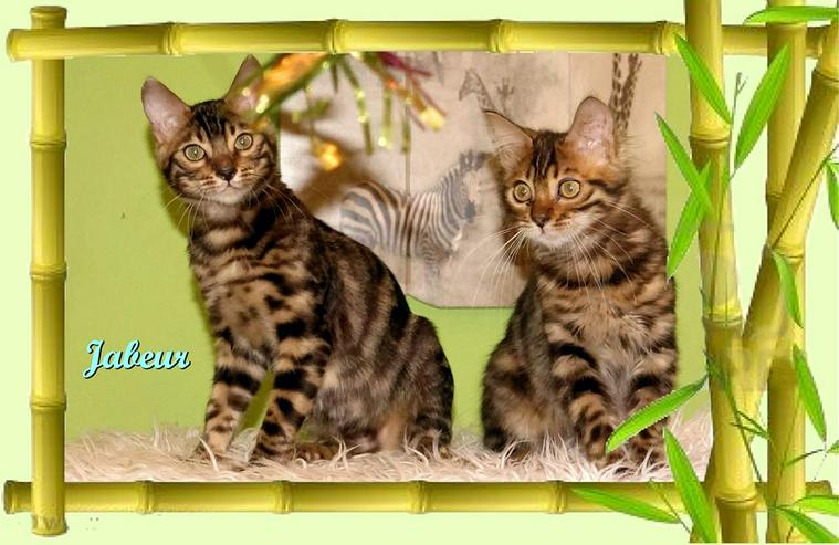 Exclusive Bengal Kitten,  mit super Rosetten, Top Stammbaum, auch für die Zucht - Rassekatzen - Bild 13