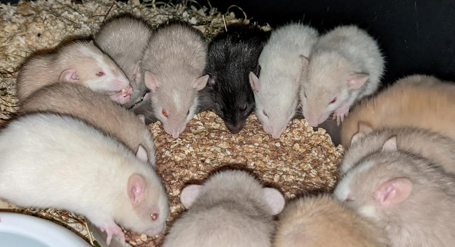 Ratten mit liebem Charakter  - Mäuse & Ratten - Bild 7