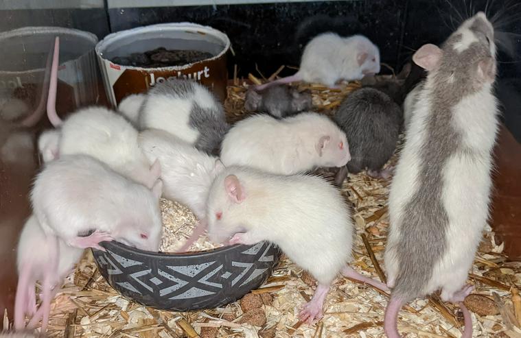 Ratten mit liebem Charakter  - Mäuse & Ratten - Bild 5