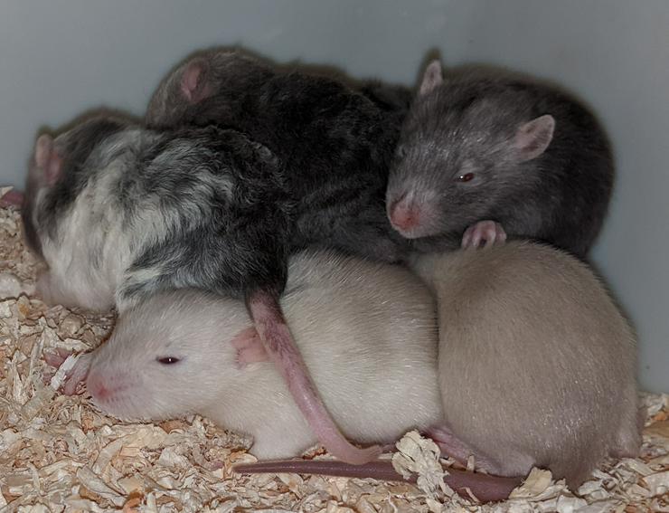 Bild 2: Ratten mit liebem Charakter 