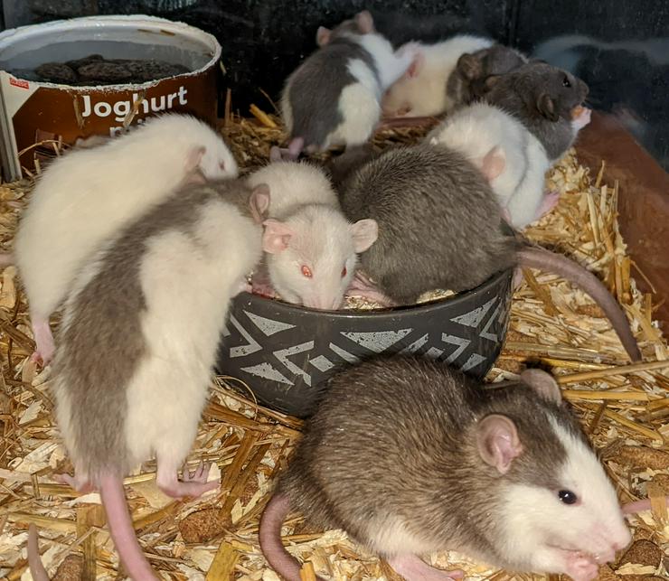 Ratten mit liebem Charakter  - Mäuse & Ratten - Bild 10