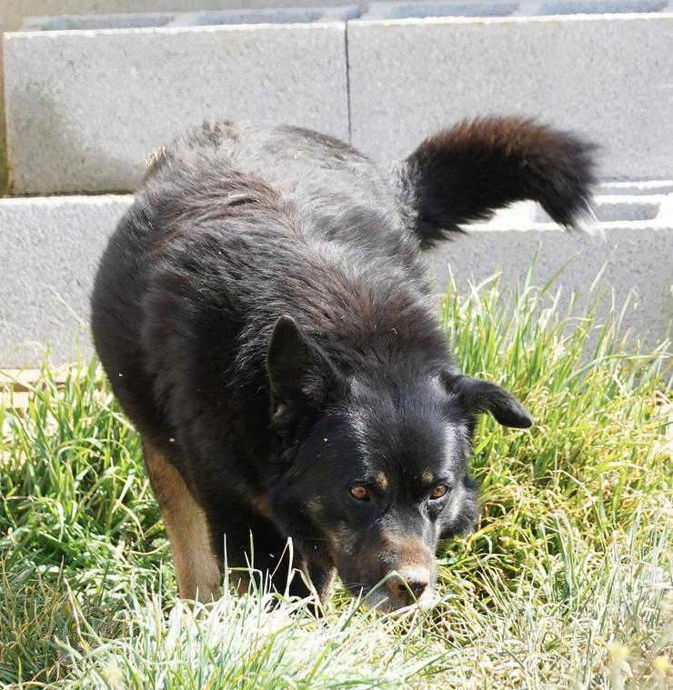 Yanis sucht ein neues zu Hause - Mischlingshunde - Bild 1